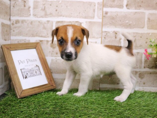 兵庫県のジャックラッセルテリア (ペット・プラザ アミーゴ神戸西店/2026年1月3日生まれ/男の子/ホワイトタン)の子犬の3枚目の画像