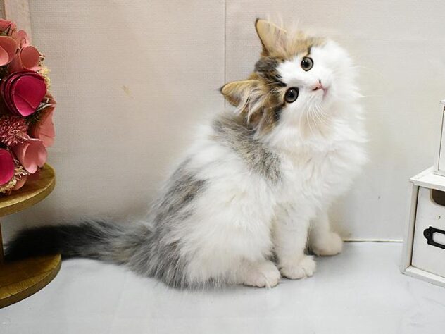 大阪府のノルウェージャンフォレストキャット (ペット・プラザ アミーゴ豊中服部店/2026年1月1日生まれ/女の子/ブラウンパッチドタビーホワイト)の子猫の4枚目の画像