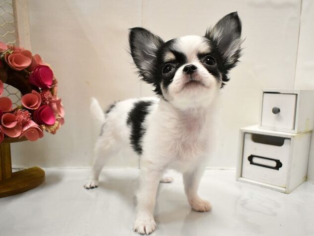 大阪府のチワワ(ロング) (ペット・プラザ アミーゴ豊中服部店/2026年1月10日生まれ/男の子/ホワイトブラックタン)の子犬の4枚目の画像