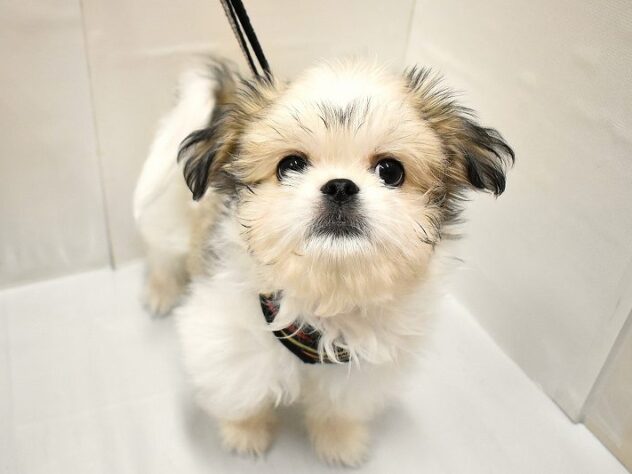 大阪府のペキシーズー/ペキズー(ペキニーズ×シーズー) (ペット・プラザ アミーゴ豊中服部店/2026年1月1日生まれ/男の子/ホワイトゴールド)の子犬の3枚目の画像