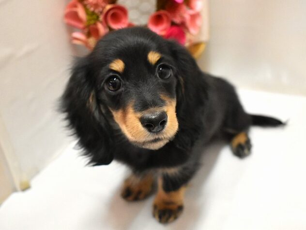 大阪府のミニチュアダックスフンド(ロング) (ペット・プラザ アミーゴ豊中服部店/2026年1月1日生まれ/女の子/ブラックタン)の子犬の2枚目の画像