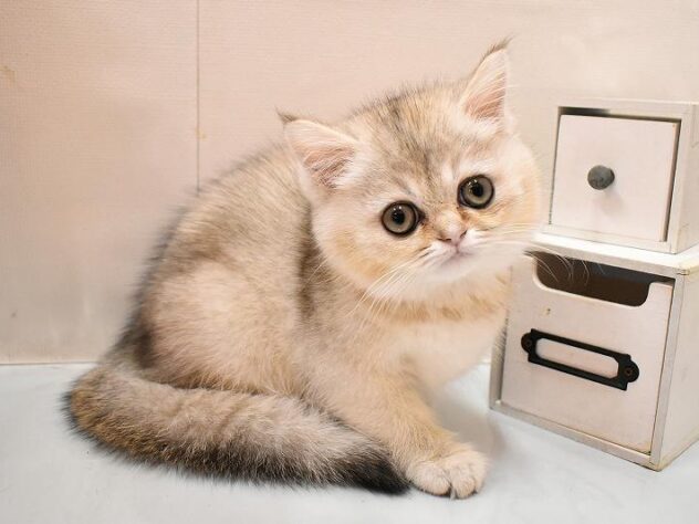 大阪府のミヌエット (ペット・プラザ アミーゴ豊中服部店/2026年1月8日生まれ/女の子/シルバーパッチドタビー)の子猫の3枚目の画像