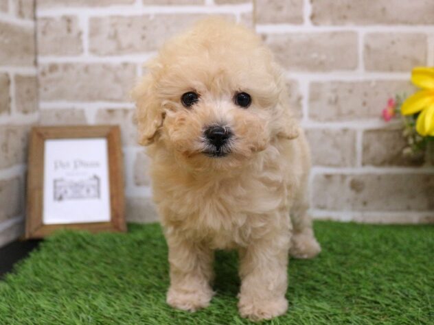 兵庫県のトイプードル(トイ) (ペット・プラザ アミーゴ神戸西店/2026年1月25日生まれ/男の子/ペールフォーン)の子犬の1枚目の画像