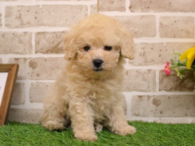 兵庫県のトイプードル(トイ) (ペット・プラザ アミーゴ神戸西店/2026年1月25日生まれ/男の子/ペールフォーン)の子犬の2枚目の画像