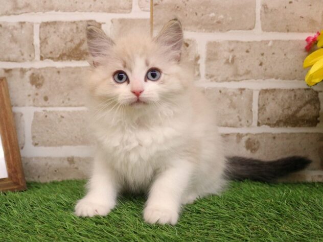 兵庫県のラグドール (ペット・プラザ アミーゴ神戸西店/2026年1月22日生まれ/男の子/シールリンクスポイントバイカラー)の子猫の1枚目の画像