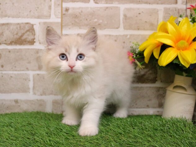 兵庫県のラグドール (ペット・プラザ アミーゴ神戸西店/2026年1月22日生まれ/男の子/シールリンクスポイントバイカラー)の子猫の3枚目の画像