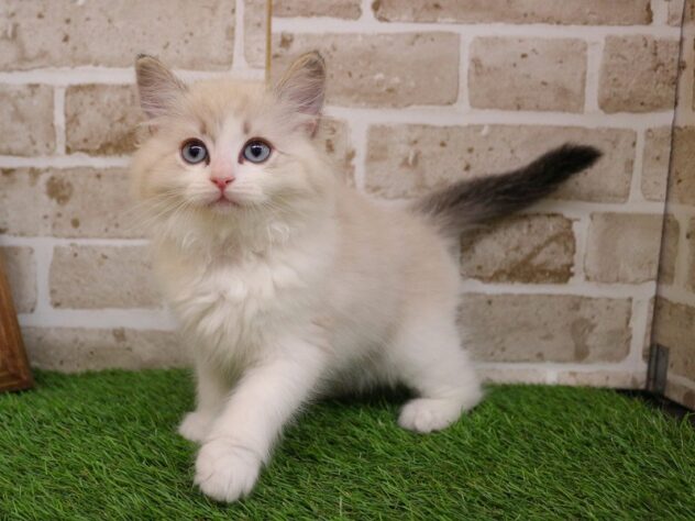 兵庫県のラグドール (ペット・プラザ アミーゴ神戸西店/2026年1月22日生まれ/男の子/シールリンクスポイントバイカラー)の子猫の2枚目の画像