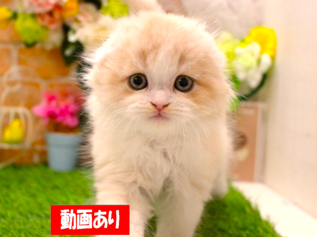 兵庫県のスコティッシュフォールド (ペット・プラザ アミーゴ三田店/2026年1月28日生まれ/男の子/クリームタビーホワイト)の子猫の1枚目の画像