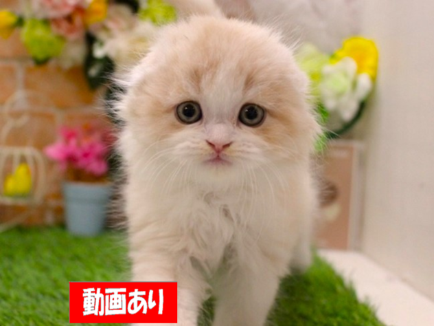 兵庫県のスコティッシュフォールド (ペット・プラザ アミーゴ三田店/2026年1月28日生まれ/男の子/クリームタビーホワイト)の子猫の1枚目の画像