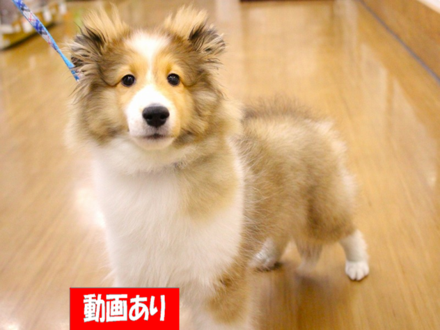 兵庫県のシェットランドシープドッグ (ペット・プラザ アミーゴ三田店/2025年11月25日生まれ/女の子/セーブルホワイト)の子犬の1枚目の画像