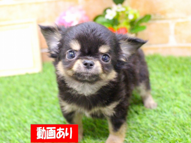 兵庫県のチワワ(ロング) (ペット・プラザ アミーゴ三田店/2026年1月24日生まれ/男の子/ブラックタン)の子犬の1枚目の画像