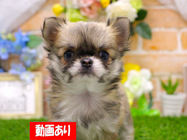 兵庫県のチワワ(ロング) (ペット・プラザ アミーゴ三田店/2026年1月11日生まれ/女の子/レッドホワイト)の子犬の1枚目の画像