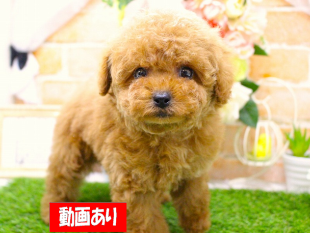 兵庫県のトイプードル(トイ) (ペット・プラザ アミーゴ三田店/2026年1月23日生まれ/女の子/レッドフォーン)の子犬の1枚目の画像