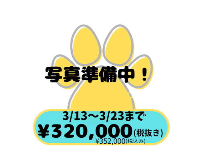 岡山県のビションフリーゼ (アミーゴ中庄店/2026年1月1日生まれ/男の子/ホワイト)の子犬