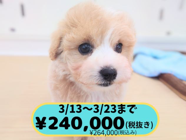 岡山県のハーフ犬・ミックス犬 (アミーゴ中庄店/2026年1月4日生まれ/女の子/アプリコット)の子犬