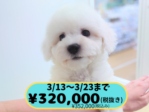 岡山県のビションフリーゼ (アミーゴ中庄店/2026年1月1日生まれ/男の子/ホワイト)の子犬