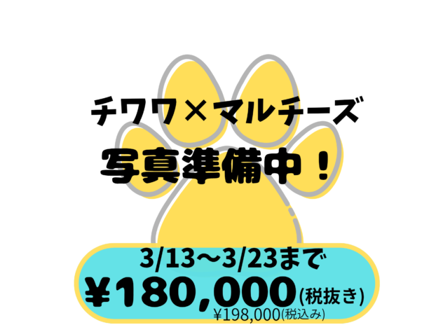 岡山県のハーフ犬・ミックス犬 (アミーゴ中庄店/2026年1月14日生まれ/女の子/06 ホワイト系)の子犬