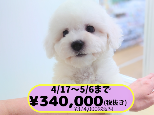 岡山県のビションフリーゼ (アミーゴ中庄店/2026年1月1日生まれ/男の子/ホワイト)の子犬の1枚目の画像