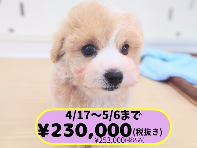 岡山県のハーフ犬・ミックス犬 (アミーゴ中庄店/2026年1月4日生まれ/女の子/アプリコット)の子犬の1枚目の画像