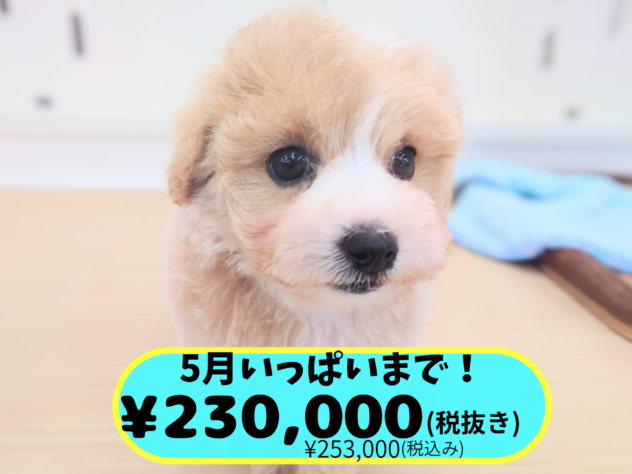 岡山県のハーフ犬・ミックス犬 (アミーゴ中庄店/2026年1月4日生まれ/女の子/アプリコット)の子犬の1枚目の画像