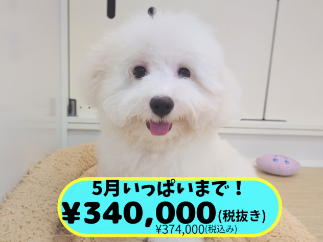 岡山県のビションフリーゼ (アミーゴ中庄店/2026年1月1日生まれ/男の子/ホワイト)の子犬の1枚目の画像