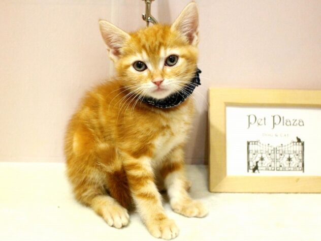 兵庫県のアメリカンショートヘアー (ペット・プラザ アミーゴ明石魚住店/2026年1月4日生まれ/男の子/レッドタビー)の子猫の1枚目の画像