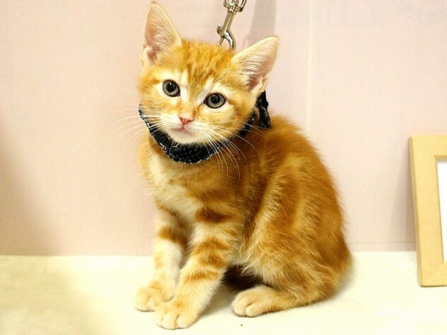 兵庫県のアメリカンショートヘアー (ペット・プラザ アミーゴ明石魚住店/2026年1月4日生まれ/男の子/レッドタビー)の子猫の2枚目の画像