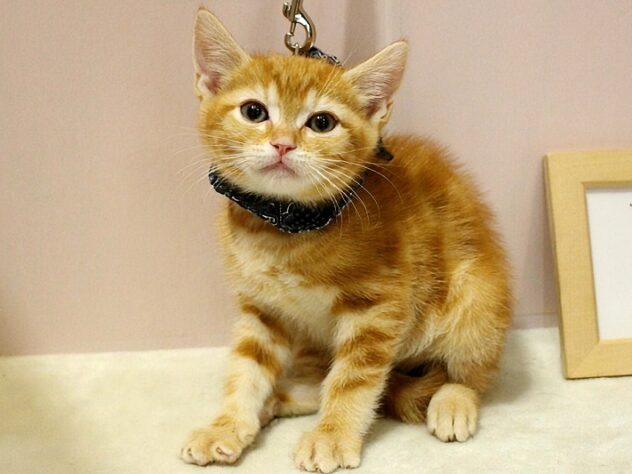 兵庫県のアメリカンショートヘアー (ペット・プラザ アミーゴ明石魚住店/2026年1月4日生まれ/男の子/レッドタビー)の子猫の3枚目の画像