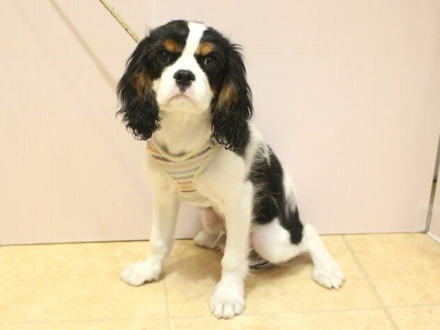 兵庫県のキャバリアキングチャールズスパニエル (ペット・プラザ アミーゴ明石魚住店/2025年11月23日生まれ/男の子/トライカラー)の子犬の1枚目の画像