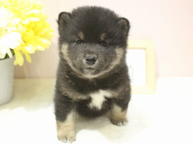 兵庫県の豆柴 (ペット・プラザ アミーゴ明石魚住店/2026年1月3日生まれ/男の子/黒)の子犬の2枚目の画像