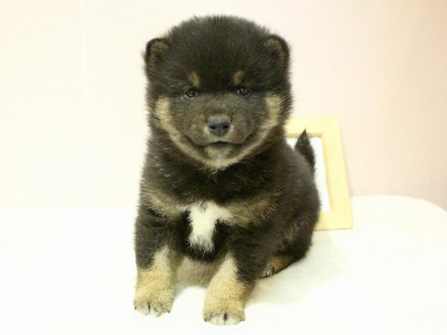 兵庫県の豆柴 (ペット・プラザ アミーゴ明石魚住店/2026年1月3日生まれ/男の子/黒)の子犬の3枚目の画像