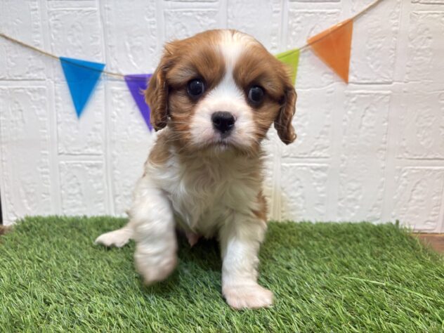 福島県のキャバリアキングチャールズスパニエル (アミーゴ郡山南店/2026年1月17日生まれ/男の子/ブレンハイム)の子犬