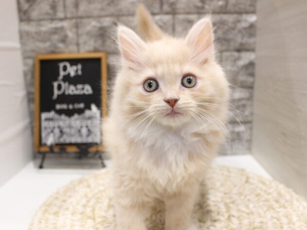 大阪府のサイベリアン (ペット・プラザ アミーゴ箕面店/2026年1月20日生まれ/男の子/クリームホワイト)の子猫の1枚目の画像