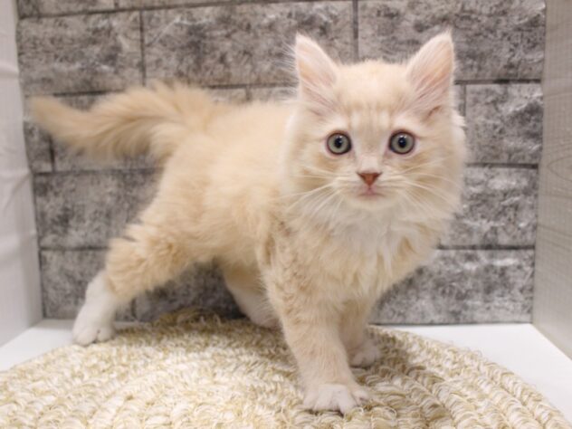 大阪府のサイベリアン (ペット・プラザ アミーゴ箕面店/2026年1月20日生まれ/男の子/クリームホワイト)の子猫の2枚目の画像