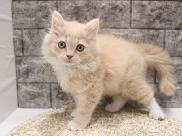 大阪府のサイベリアン (ペット・プラザ アミーゴ箕面店/2026年1月20日生まれ/男の子/クリームホワイト)の子猫の3枚目の画像