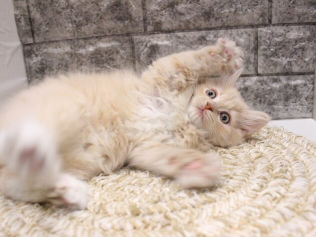 大阪府のサイベリアン (ペット・プラザ アミーゴ箕面店/2026年1月20日生まれ/男の子/クリームホワイト)の子猫の4枚目の画像