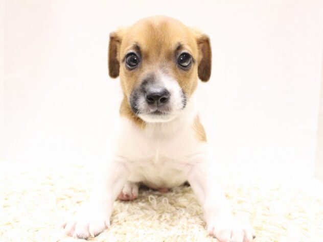 大阪府のジャックラッセルテリア (ペット・プラザ アミーゴ箕面店/2026年1月3日生まれ/男の子/ホワイトタン)の子犬の1枚目の画像