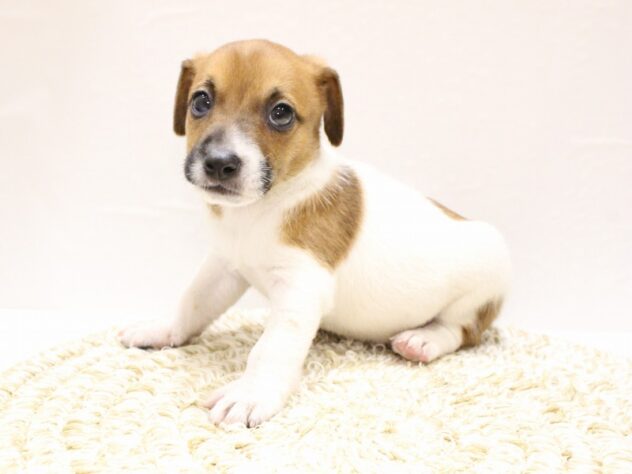 大阪府のジャックラッセルテリア (ペット・プラザ アミーゴ箕面店/2026年1月3日生まれ/男の子/ホワイトタン)の子犬の2枚目の画像