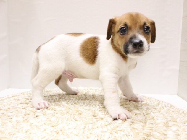 大阪府のジャックラッセルテリア (ペット・プラザ アミーゴ箕面店/2026年1月3日生まれ/男の子/ホワイトタン)の子犬の3枚目の画像