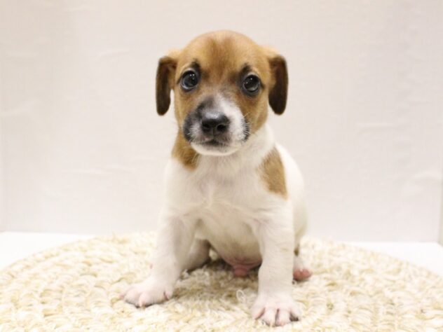 大阪府のジャックラッセルテリア (ペット・プラザ アミーゴ箕面店/2026年1月3日生まれ/男の子/ホワイトタン)の子犬の4枚目の画像