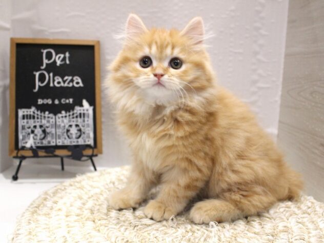 大阪府のスコティッシュストレート (ペット・プラザ アミーゴ箕面店/2026年1月11日生まれ/男の子/レッドタビー)の子猫の1枚目の画像