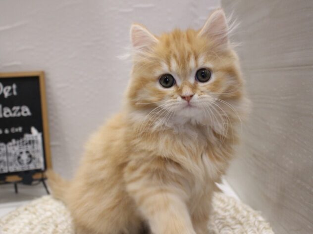 大阪府のスコティッシュストレート (ペット・プラザ アミーゴ箕面店/2026年1月11日生まれ/男の子/レッドタビー)の子猫の2枚目の画像