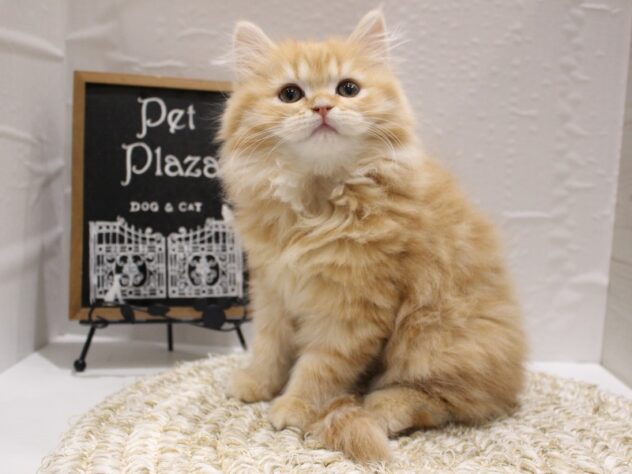 大阪府のスコティッシュストレート (ペット・プラザ アミーゴ箕面店/2026年1月11日生まれ/男の子/レッドタビー)の子猫の3枚目の画像