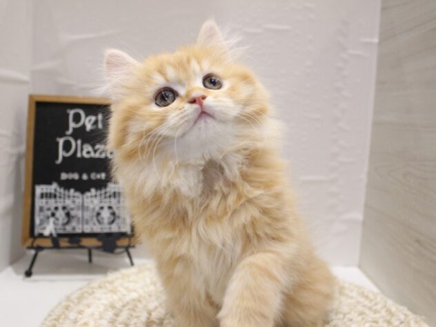 大阪府のスコティッシュストレート (ペット・プラザ アミーゴ箕面店/2026年1月11日生まれ/男の子/レッドタビー)の子猫の4枚目の画像