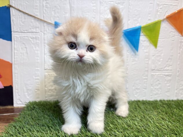 福島県のスコティッシュフォールド (アミーゴ郡山南店/2026年1月5日生まれ/女の子/クリームホワイト)の子猫