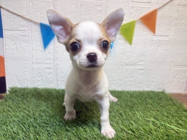 福島県のチワワ(ロング) (アミーゴ郡山南店/2025年12月30日生まれ/女の子/パーティーカラー)の子犬