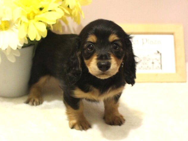 兵庫県のミニチュアダックスフンド(ロング) (ペット・プラザ アミーゴ明石魚住店/2026年1月29日生まれ/女の子/ブラックタン)の子犬の2枚目の画像