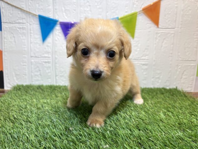 福島県のハーフ犬・ミックス犬 (アミーゴ郡山南店/2026年1月6日生まれ/男の子/イエロー)の子犬