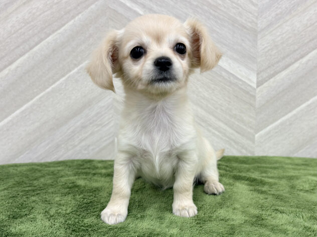 福島県のハーフ犬・ミックス犬 (アミーゴ郡山南店/2026年1月20日生まれ/女の子/イエロー)の子犬