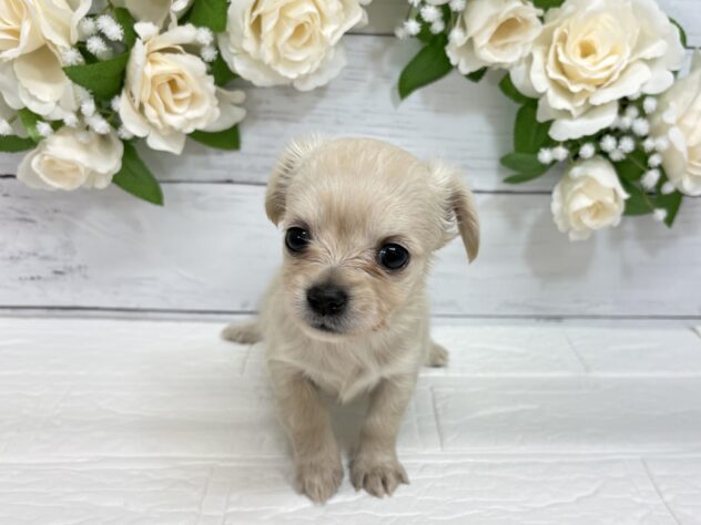 福島県のハーフ犬・ミックス犬 (アミーゴ郡山南店/2026年1月20日生まれ/女の子/イエロー)の子犬